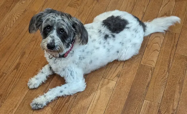 Best By Farr Dog Training — customer photo 8