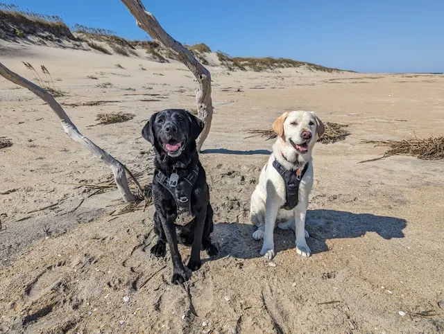 Best By Farr Dog Training — customer photo 4