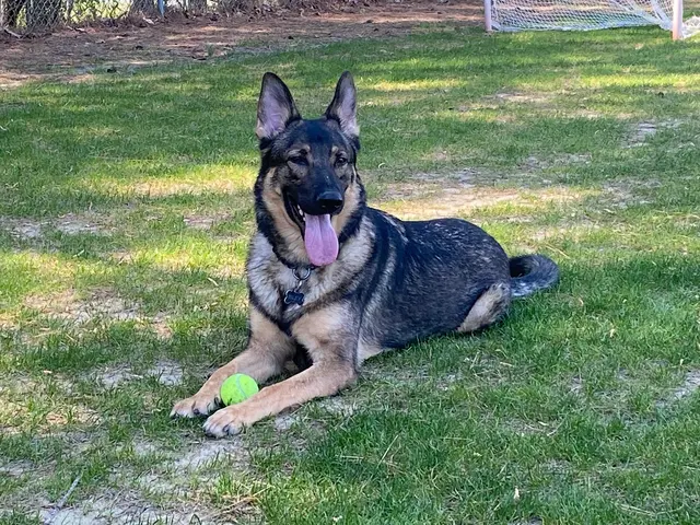 Best By Farr Dog Training — customer photo 2