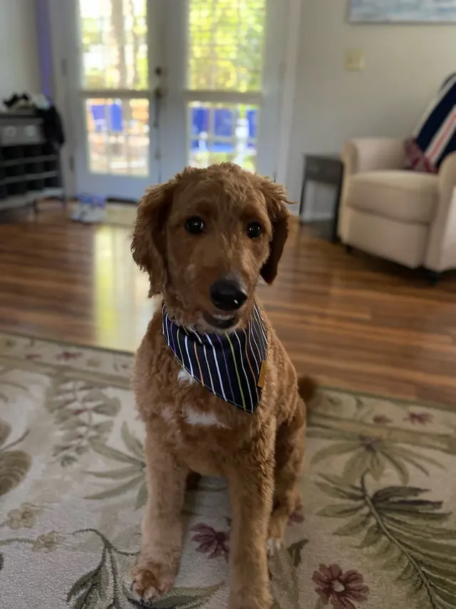 Best By Farr Dog Training — customer photo 12