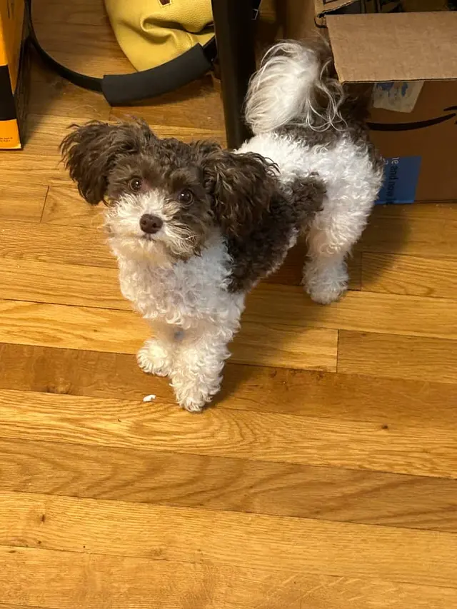 Best By Farr Dog Training — customer photo 11