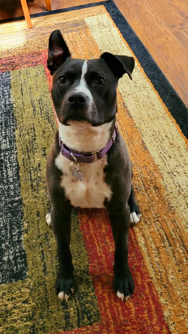 Best By Farr Dog Training — customer photo 7