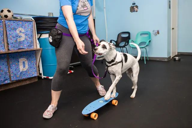All Dogs Allowed — photo from the business 1
