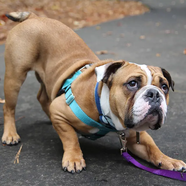 All Dogs Allowed — photo from the business 5