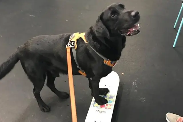 All Dogs Allowed — photo from the business 7