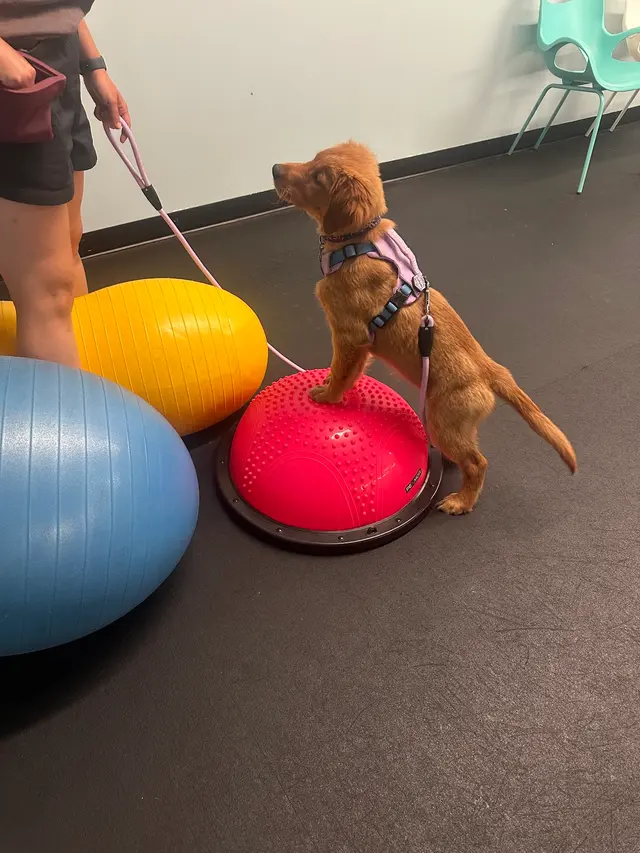 Customer photo of work by All Dogs Allowed, from Kaitlyn Clark's review