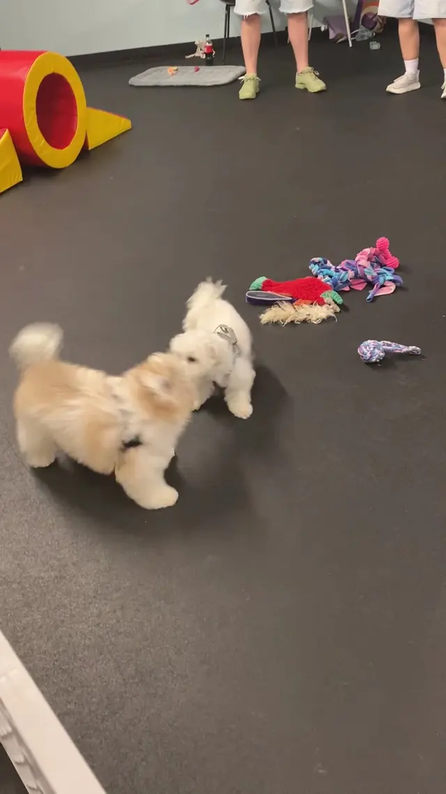 Customer photo of work by All Dogs Allowed, from Karla Holomon's review