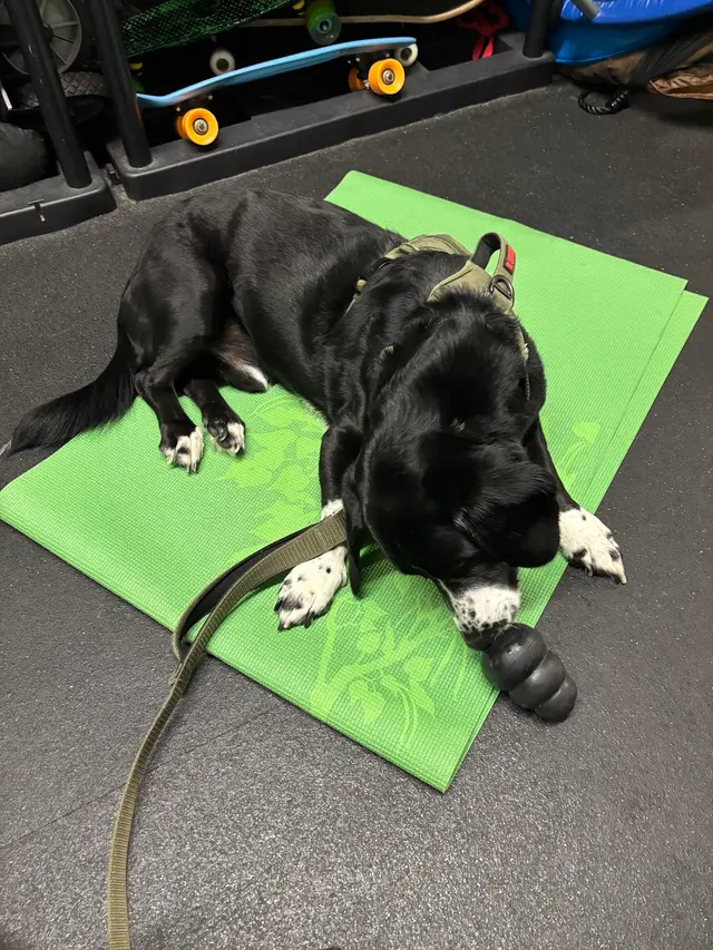 All Dogs Allowed — customer photo 6