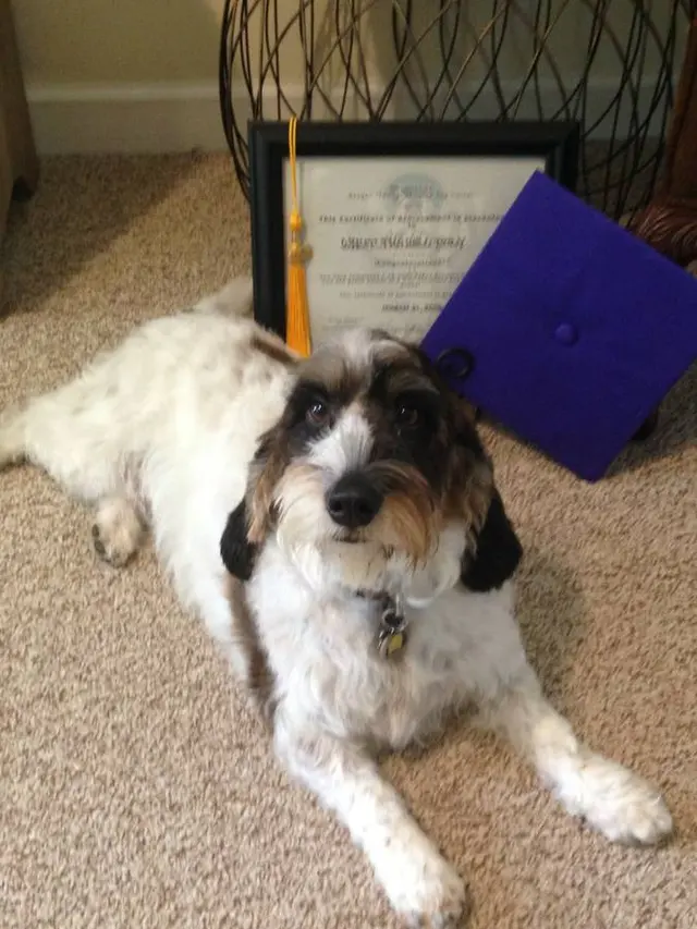 All Dogs Allowed — photo from the business 12