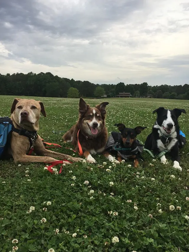 All Dogs Allowed — photo from the business 11