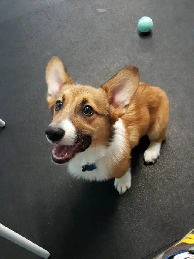 All Dogs Allowed — customer photo 9