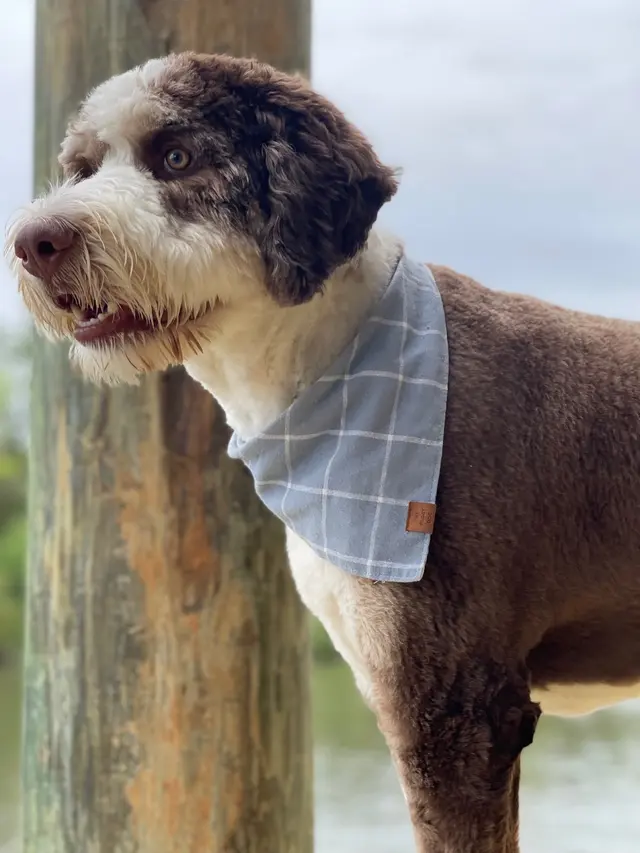 Whole Dog Institute — customer photo 12