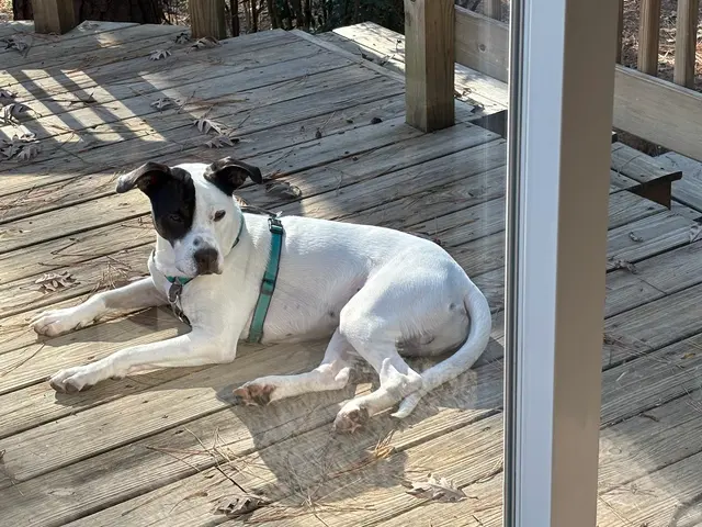 Whole Dog Institute — customer photo 10