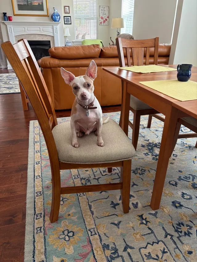 Customer photo of work by Whole Dog Institute, from Allyson Van Wyk's review