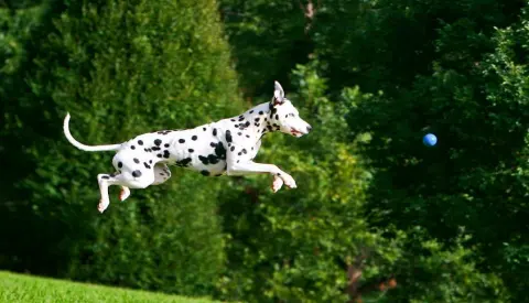 Whole Dog Institute — photo from the business 11
