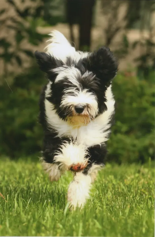 Whole Dog Institute — photo from the business 9