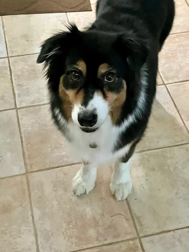 Topline K9 Solutions — customer photo 5