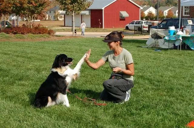Topline K9 Solutions — photo from the business 4