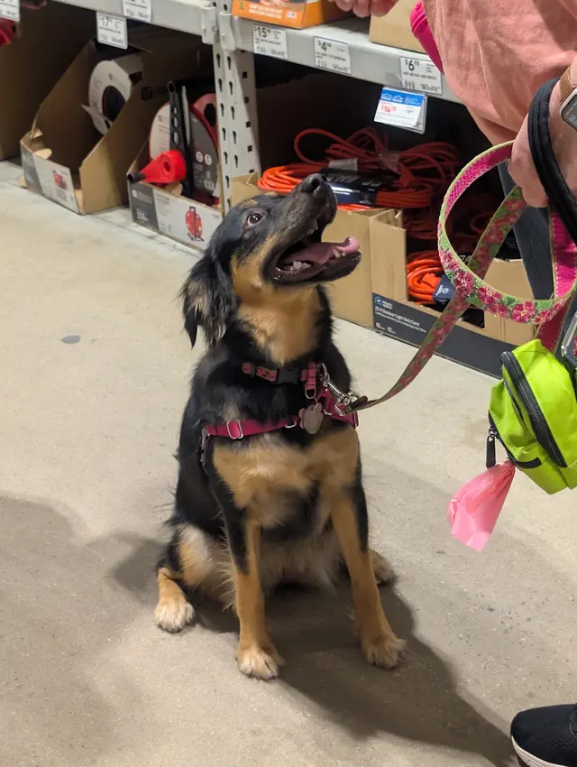 Topline K9 Solutions — photo from the business 1