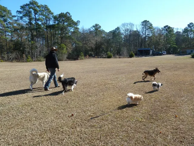 Topline K9 Solutions — photo from the business 12