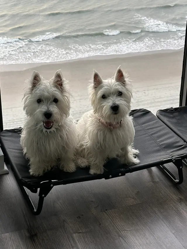 Carolina Dog Training, LLC — customer photo 12