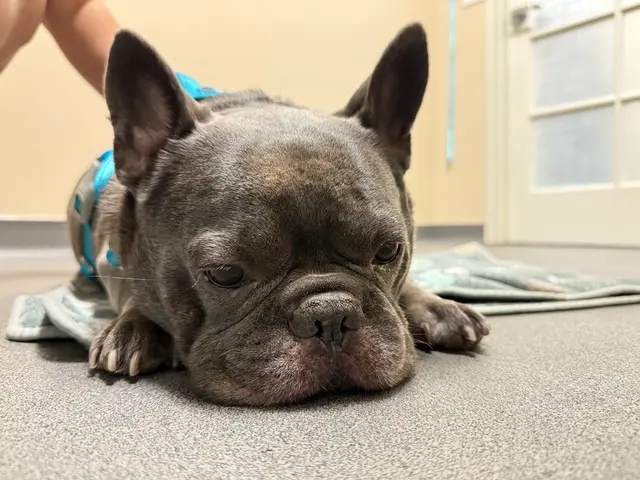 Veterinary Neurology Center — customer photo 2