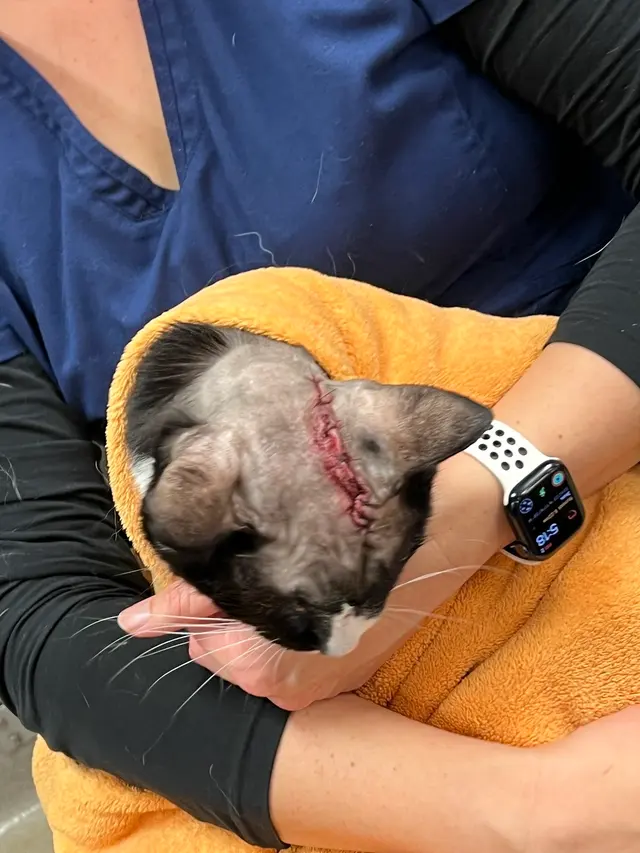 Veterinary Neurology Center — customer photo 12