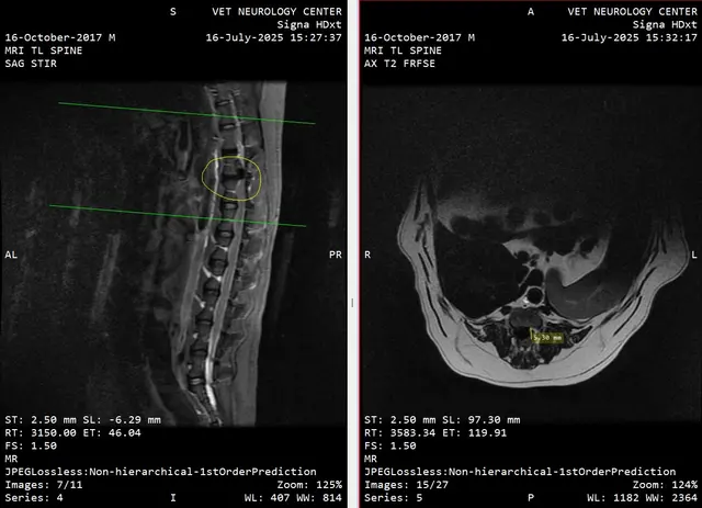 Veterinary Neurology Center — customer photo 9