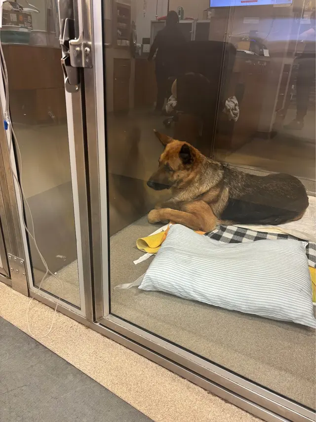 Veterinary Neurology Center — customer photo 3