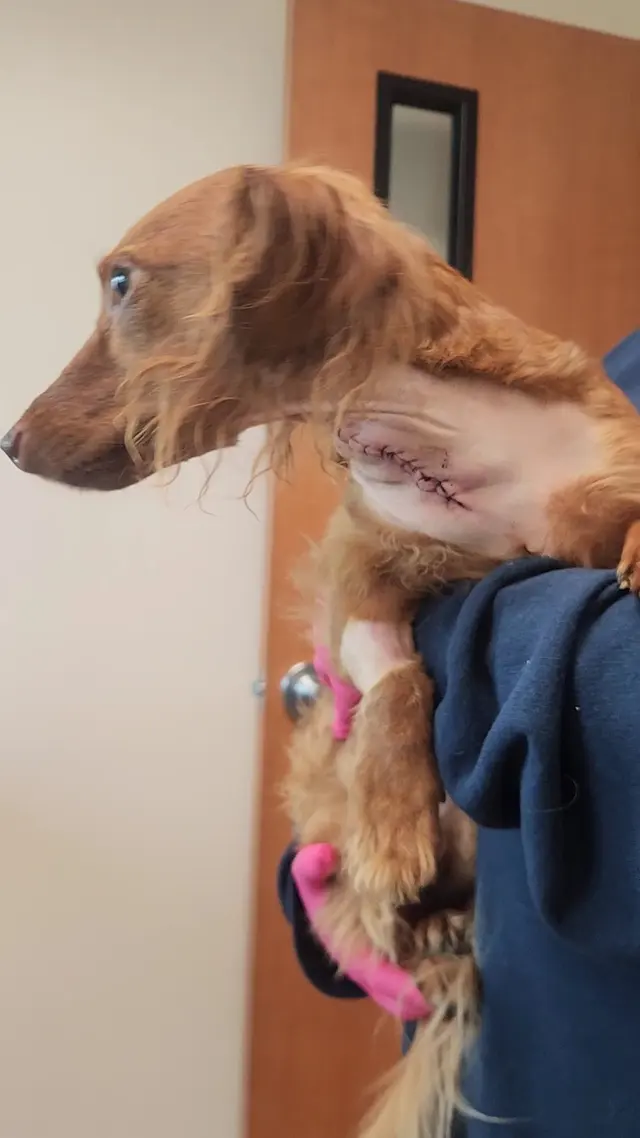 Veterinary Neurology Center — customer photo 8