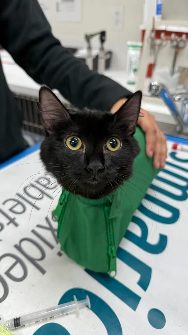 Fullerton Pet Clinic — photo from the business 6