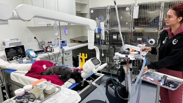 Fullerton Pet Clinic — photo from the business 2
