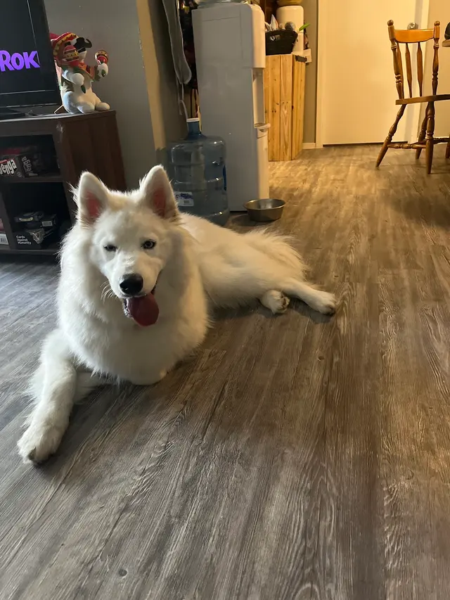 My Spoiled Pooch — customer photo 12
