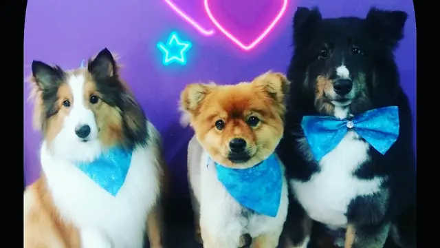 My Spoiled Pooch — photo from the business 7