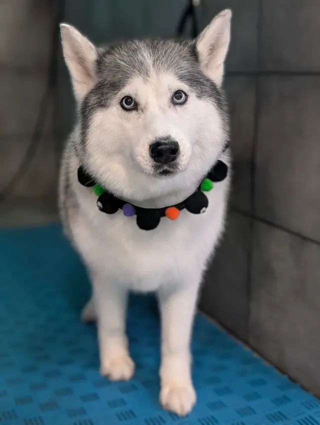 My Spoiled Pooch — photo from the business 5