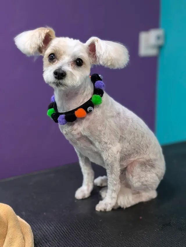 My Spoiled Pooch — photo from the business 2