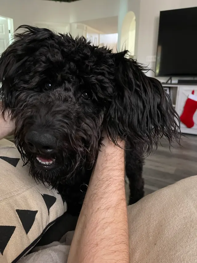 My Spoiled Pooch — customer photo 6
