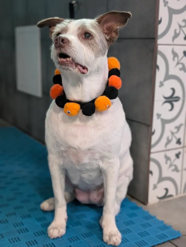 My Spoiled Pooch — photo from the business 8