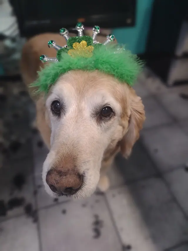 My Spoiled Pooch — photo from the business 11