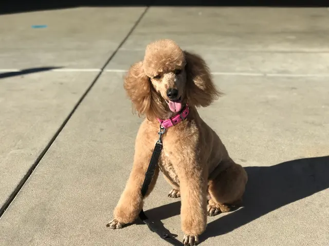My Spoiled Pooch — customer photo 10