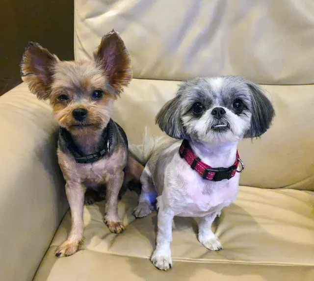 My Spoiled Pooch — customer photo 9