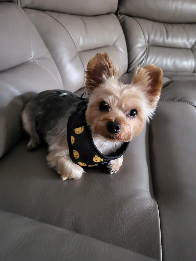 My Spoiled Pooch — customer photo 4
