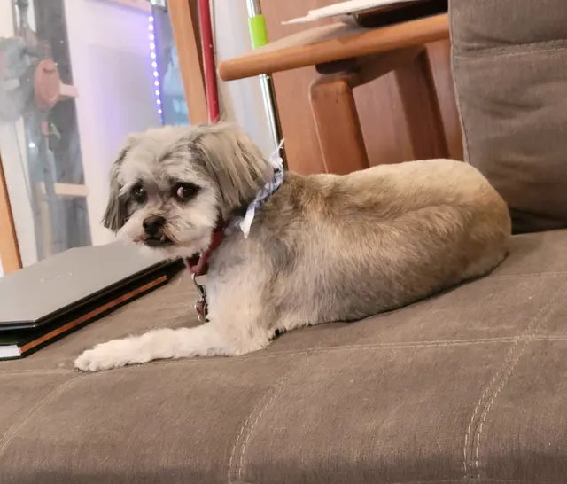 My Spoiled Pooch — customer photo 3