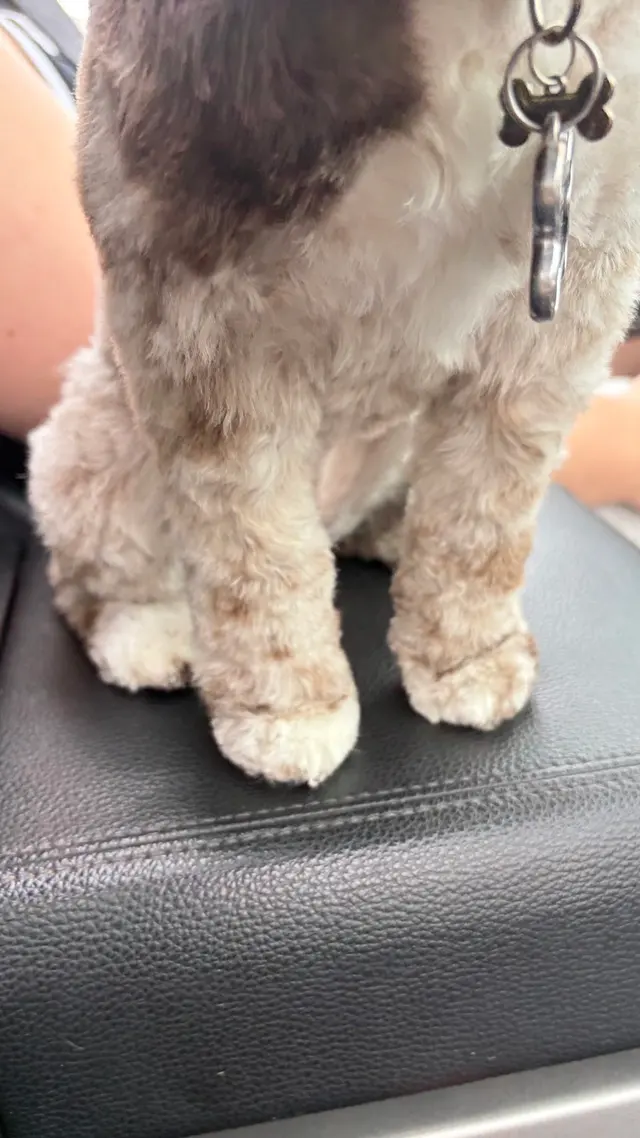 Woof Gang Bakery & Grooming Catalina Foothills — customer photo 6