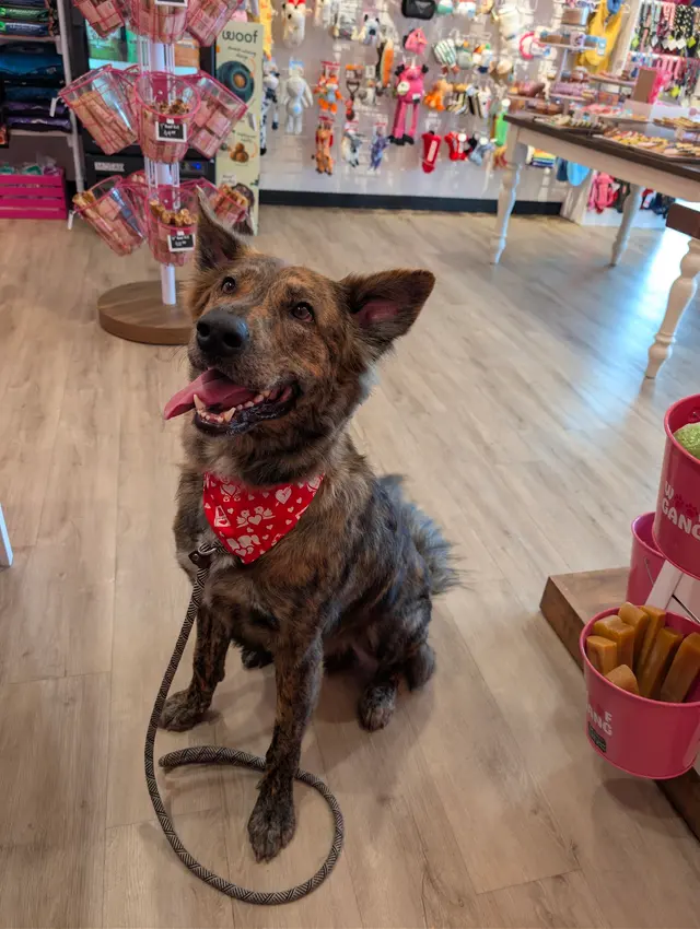 Woof Gang Bakery & Grooming Catalina Foothills — customer photo 11