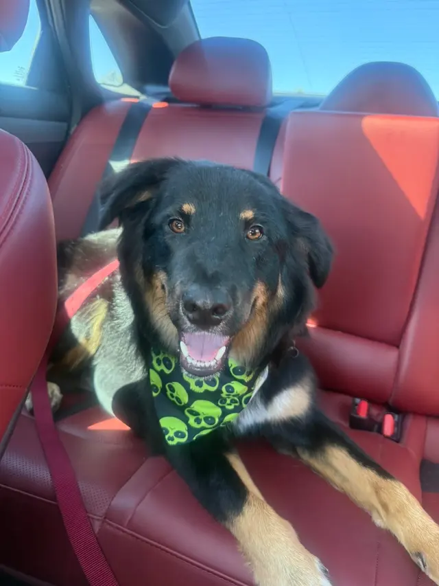 Woof Gang Bakery & Grooming Catalina Foothills — customer photo 3