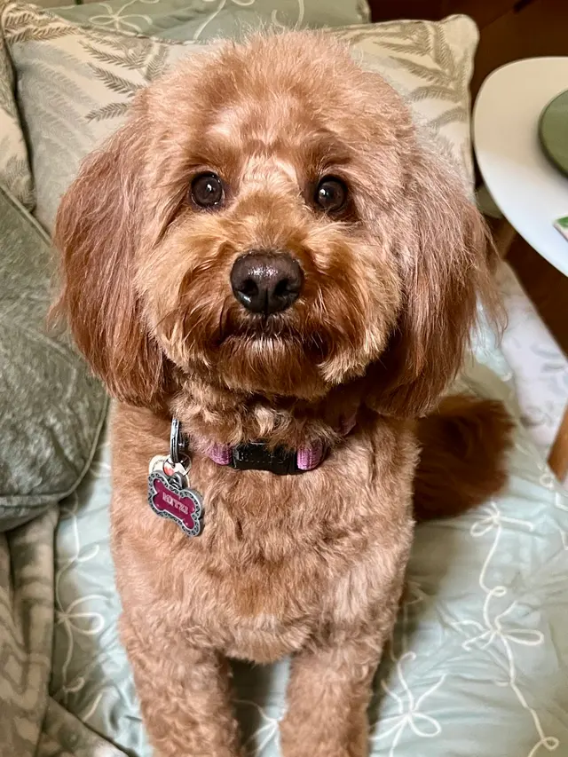 Woof Gang Bakery & Grooming Catalina Foothills — customer photo 8