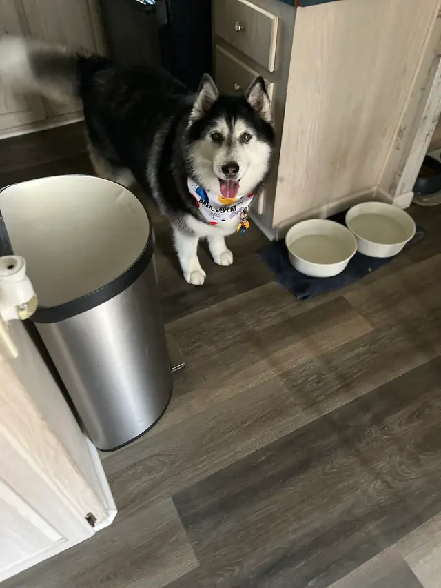 Woof Gang Bakery & Grooming Catalina Foothills — customer photo 4