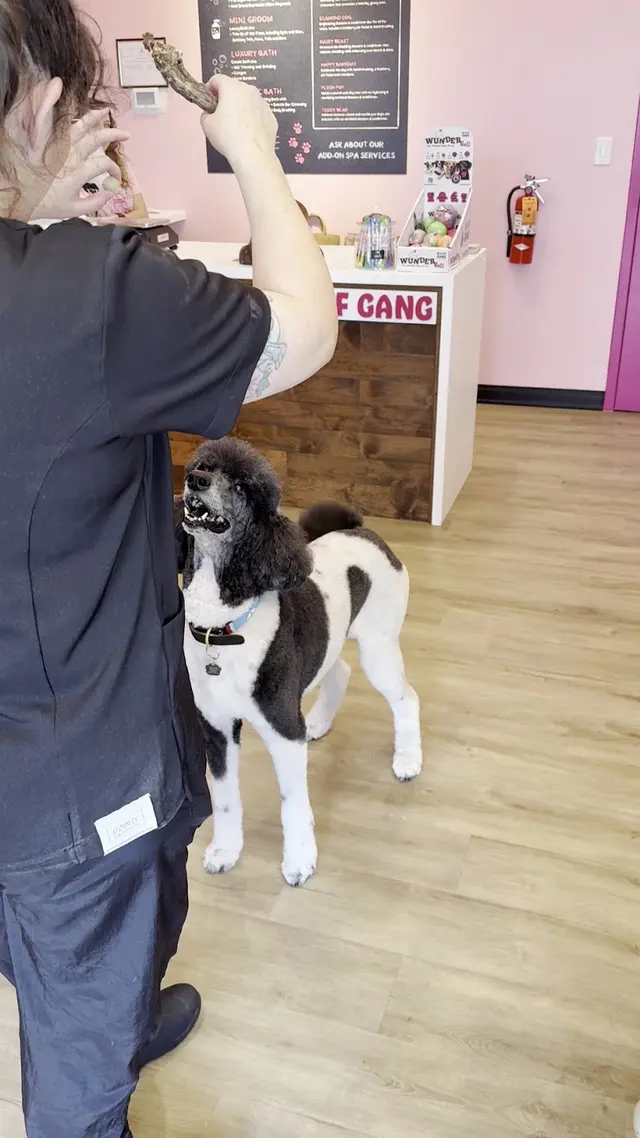 Woof Gang Bakery & Grooming Catalina Foothills — customer photo 7