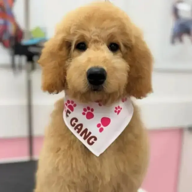 Woof Gang Bakery & Grooming Catalina Foothills — photo from the business 1